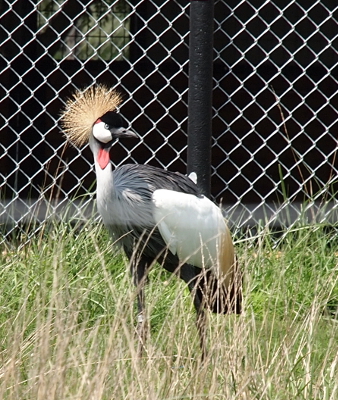 [Bird with black and white face and black, tan, and white body with a red neck and a fanned headpiece.]